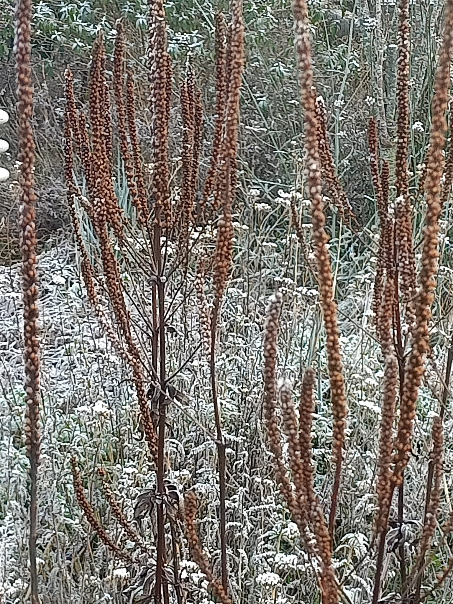 485985497_1212356514226699_8778798786870812666_n