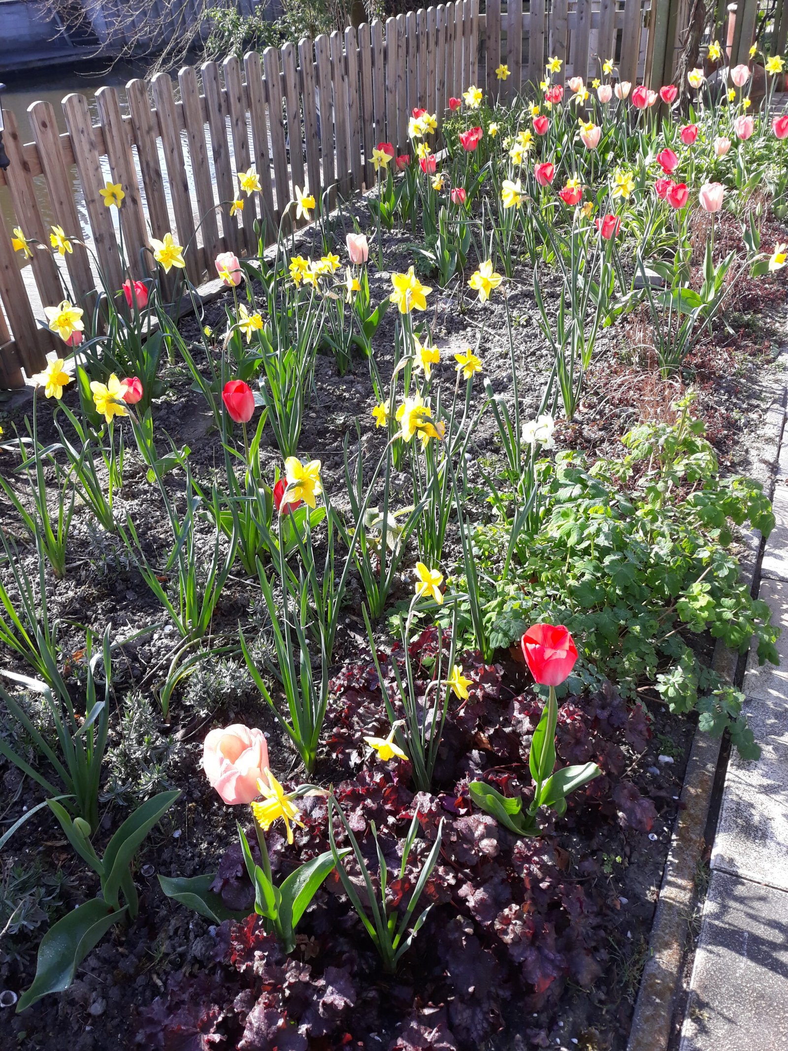 Achtertuin vrolijk bont voorjaar