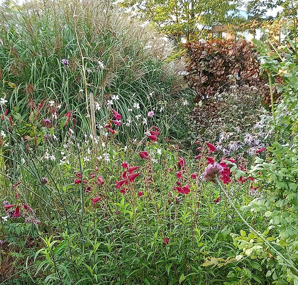 achtertuin okt. 2021